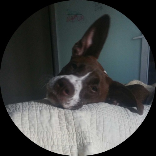 This Picture of a Dog